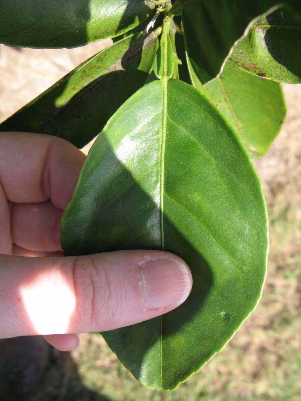             Unifoliolate leaf (Winter Haven, FL)       